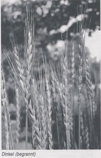Oberkochen